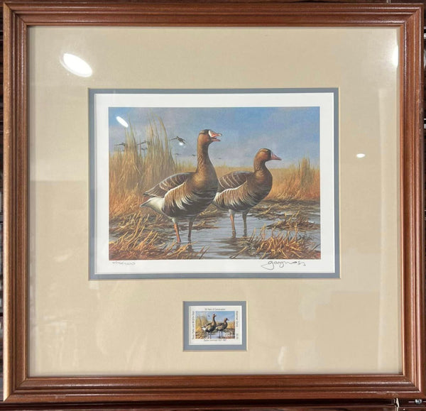 Specklebelly Geese - Gary Moss -  1987 Framed TPWD Waterfowl Stamp Print