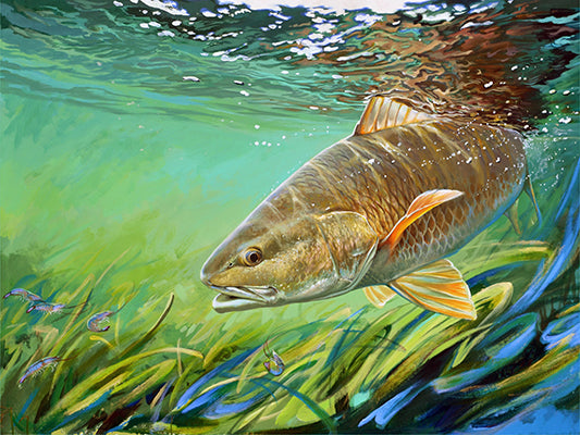 "Redfish" - Limited Edition Print - Lowell Shapley